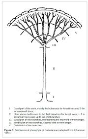 Image result for Ancistrorhynchus clandestinus