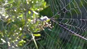 Banana spider catching prey wasp canon xha1s youtube. Garden Spiders Attacking Prey Youtube