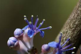 Image result for Memecylon sp. D