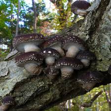 Image result for Lentinus edodes