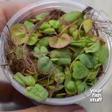 Image result for Phyllanthus parvulus