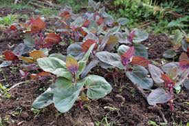 Arroche Culture Semis Et Recolte Au Potager Potager Bio Potager Jardinage Bio