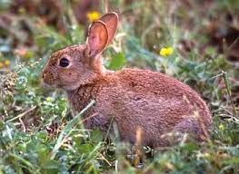 Their natural geographic range in the western. Rabbit Game And Wildlife Conservation Trust