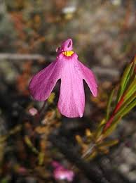 Image result for Utricularia baoulensis