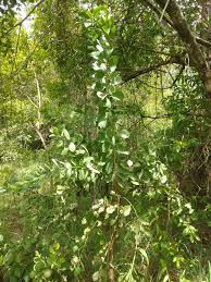 Image result for Brackenridgea zanguebarica