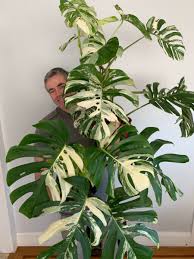Pin On Two Green Thumbs