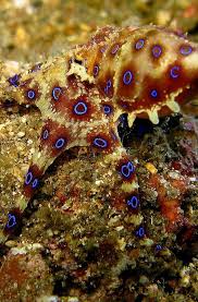 Flawless 25 Awesome Picture Of Blue Ringed Octopus Https Meowlogy Com 2018 02 08 25 Awesome Picture Blue Ringed Octop Octopus Octopus Pictures Sea Creatures