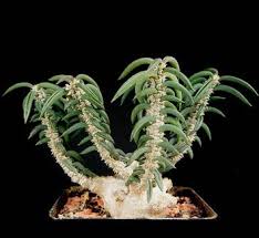 Image result for Adenia tuberifera