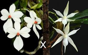 Image result for Aerangis kirkii