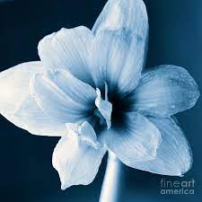 White Amaryllis Flower In Black And White In Blue Tones By Andy Smy Amaryllis Flowers Amaryllis Flowers