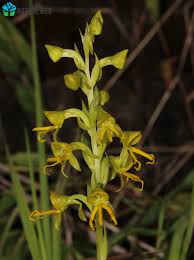 Image result for Habenaria tenuispica