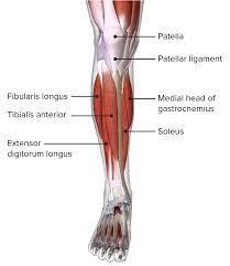 Two muscles of the calf — the gastrocnemius and the soleus — are both subject to strain for different reasons. Leg Concise Medical Knowledge