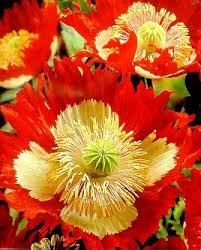 Instead of assuming that the seeds were of bad quality and to blame for. Pin On Floral Inspiration