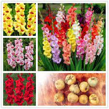 True Gladiolus Bulbs Not Gladiolus Seed Gladiolus Flower Bulbs High Quality Bonsai Potted Plant Easy To Grow Fo Bulb Flowers Gladiolus Bulbs Gladiolus Flower