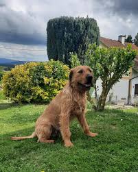 Image result for štýrský brakýř