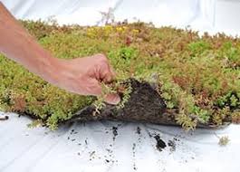 Sedum Mix Matten Vorgarten Extensive Begrunung Dachbegrunung