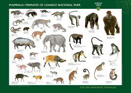 Despite this, both species of african elephants are considered endangered species, and on the list of africa's most endangered animals. Wild Animals Pictures Animal Pictures Forest Animals List