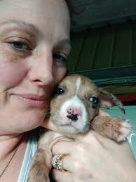 Help with dog care expenses after injury