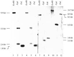 However, in recent years, there has been both an increase in the frequency and severity of r. Klebsiella Pneumoniae Produces No Histamine Raoultella Planticola And Raoultella Ornithinolytica Strains Are Histamine Producers Applied And Environmental Microbiology