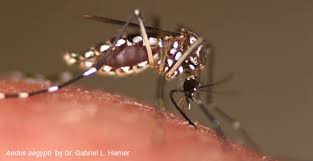 8.4 will mosquito dunks kill any other mosquito life stage? Controlling Mosquitoes To Reduce The Spread Of Zika Virus
