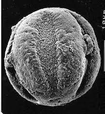 Image result for Combretum coriifolium