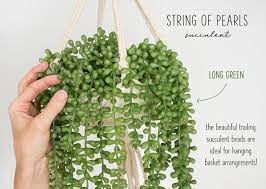 Indoor succulents that like shade. Pin On Succulents