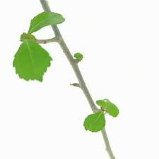 Image result for Commiphora kua