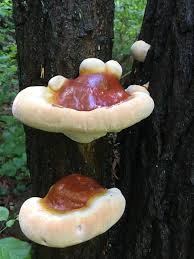 Image result for Ganoderma tsugae