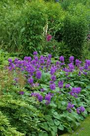 Image result for Tristachya superba