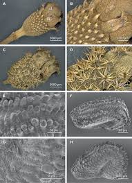 Image result for Antherotoma senegambiensis