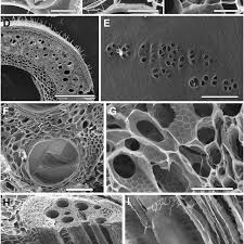 Typical animal cell seen under electron microscope. Scanning Electron Microscopy Images Of Cell Wall Structures After Download Scientific Diagram