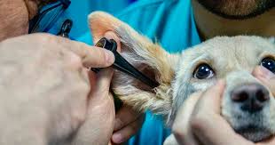 But where did the infection even come from, and how do you stop another from for dogs, inhaled allergies can be manifested as skin problems. Help My Dog Has An Ear Infection Walkerville Vet