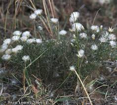 Image result for Dicoma anomala