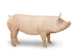 Image result for pig