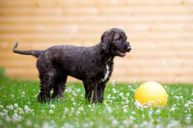 Puppy toilet training tips that will make house training your puppy fast and easy. 5 Month Old Puppy Information
