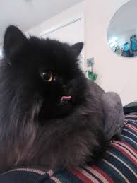If they are chewing slower than usual, or more tentatively, it could be. Cat With An Underbite And A Wink Is Saved By Vet From Death Row Love Meow