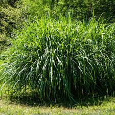 Image result for Miscanthus violaceus