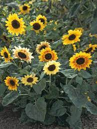 Branching Sunflower Types Of Sunflowers Flowers Healthy Garden