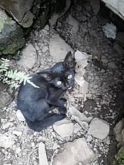Mau bantuin bapak betulin mobil orang. File Kucing Hitam Kecil Jpg Wikimedia Commons