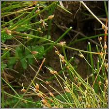 Image result for Isolepis setacea
