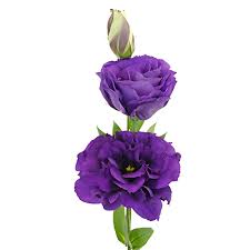Image result for eustoma Balboa