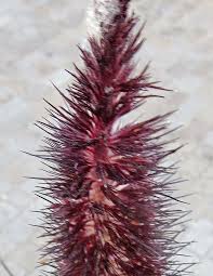 Image result for Cenchrus unisetus