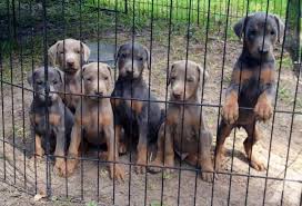 Black And Tan Doberman Puppies For Sale Akc Blue And Fawn Doberman Pups Doberman Puppy Doberman Puppies For Sale Doberman