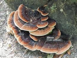 Image result for Ischnoderma resinosum