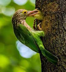 Burung Bultok Ciri Ciri Makanan Karakter Harga Perawatan Dan Suaranya In 2021 Burung Makanan Burung Perawatan