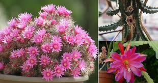 Orchid cactus is succulent with pink flowers that give it a distinctive look. 17 Best Flowering Succulents To Grow Indoors Outdoors Balcony Garden Web