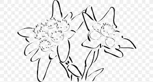 Drawing Edelweiss Clip Art Png 640x443px Drawing Area Art Artwork Black Download Free Download edelweiss images and photos. drawing edelweiss clip art png