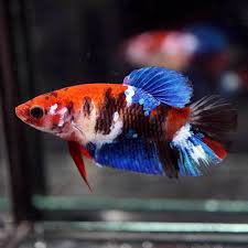 Betta Fish Betta Fish Ideas Bettafish Fishbetta Live Betta Fish Fancy Multi Color Koi Halfmoon Plakat Hmpk Female 771 38 00 E Fish Betta Betta Fish