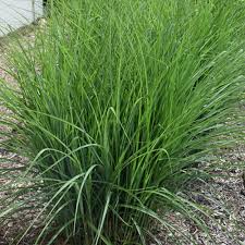 Image result for Pycreus gracillimus