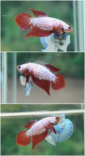 Item Fwbettasvt1426689833 Red Dragon Vt Female Ends Wed Mar 18 2015 09 43 53 Am Cdt Betta Betta Tank Aquarium Fish
